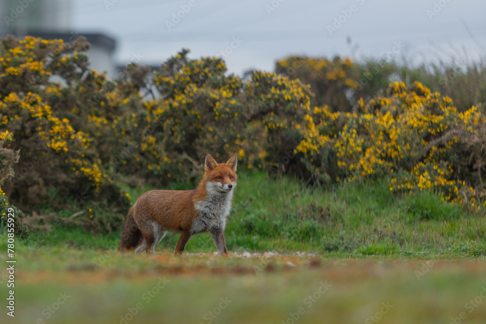 Red Fox or Vulpes vulpes close-up, Image shows the lone fox on the edge of a park on the outskirts of London with a Industrial estate in the background Red Fox or Vulpes vulpes close-up, Image shows the lone fox on the edge of a park on the outskirts of London with a Industrial estate in the background