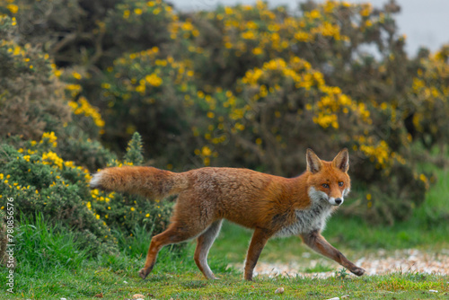 Red Fox or Vulpes vulpes close-up, Image shows the lone fox on the edge of a park on the outskirts of London with a Industrial estate in the background 
