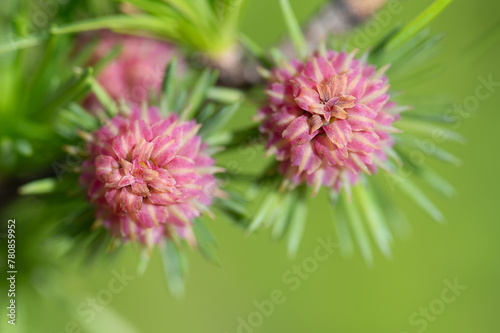 Close-up of flowering female cones of the larch (Larix), against a green background. The young cones glow in red and are photographed from above.