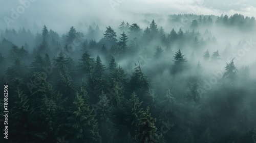 A mysterious fog covers a dense forest. Perfect for nature-themed designs