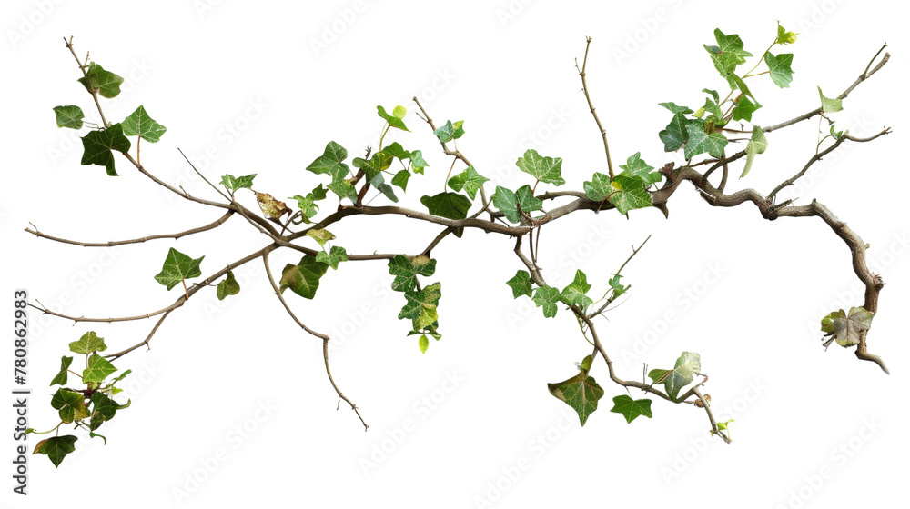 a twisted jungle branch with plant growing isolated on white background