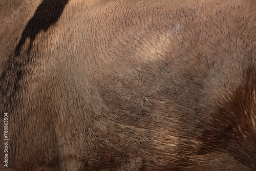 Close up on brown equine hair