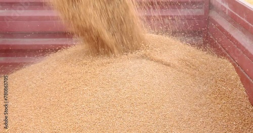 Combine harvester transferring freshly harvested wheat to tractor-trailer for transport to the silo, slow motion photo