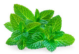 Mint leaves isolated on white background. Fresh peppermint on white background. Mint leaves closeup