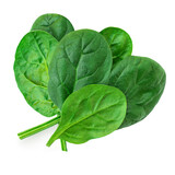 Spinach leaves isolated on white background. Various fresh green Spinach Macro. Top view. Flat lay..