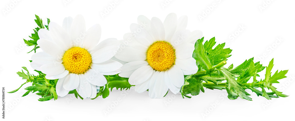 Naklejka premium Chamomile or camomile flowers isolated on white background. Daisy as package design element. Herbal tea concept.