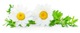 Chamomile or camomile flowers isolated on white background. Daisy as package design element. Herbal tea concept.