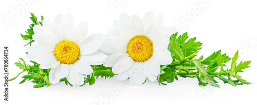 Chamomile or camomile flowers isolated on white background. Daisy as package design element.  Herbal tea concept.