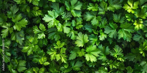 Detailed view of vibrant green leaves, ideal for nature concepts