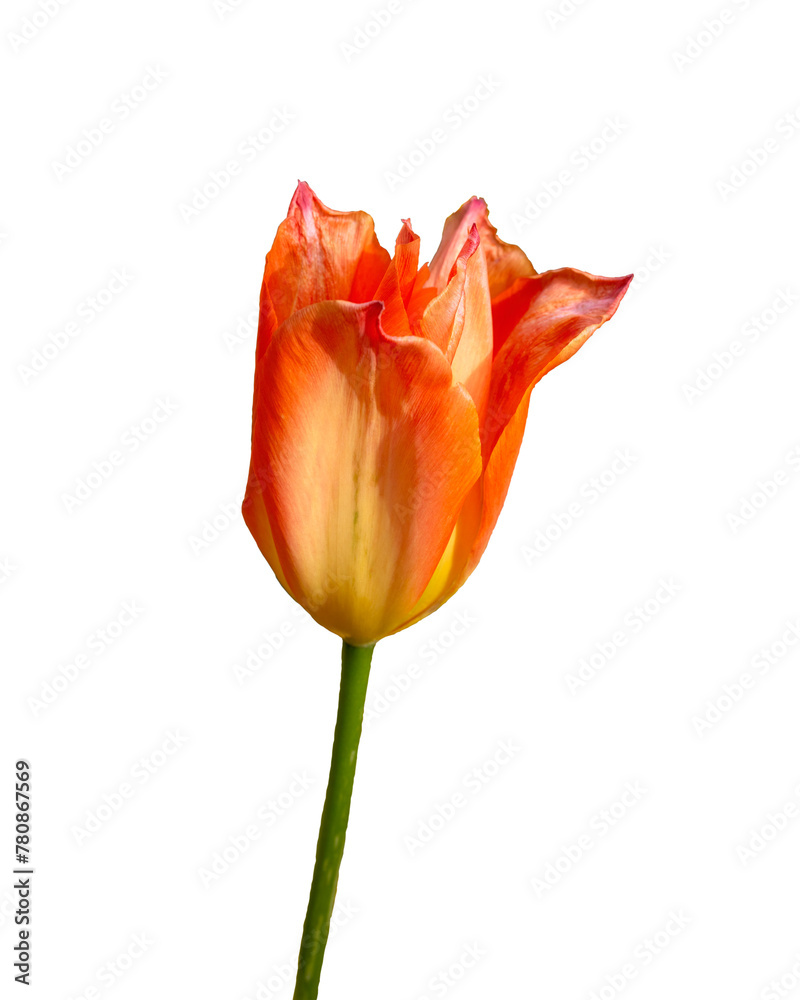 Closeup of Tulipa 'Orange Emperor' isolated ob a white background Closeup of Tulipa 'Orange Emperor' isolated ob a white background