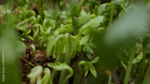 Time lapse cress plant growth