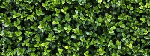 Wallpaper Mural A lush green boxwood hedge with dense foliage, providing an elegant and refreshing background for various applications. Top view Torontodigital.ca