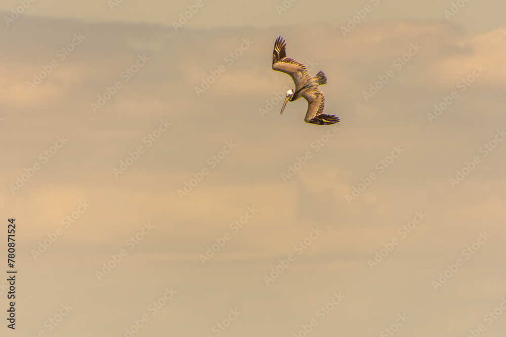 Fototapeta premium Fishing pelican diving into the sea to catch a fish. 