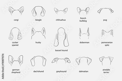 Different Dogs Ears Sign Black Thin Line Icon Set Include of Dachshund and Chihuahua. Vector illustration of Icons