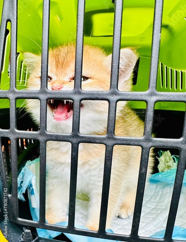 Chaton miaulant dans une cage photo
