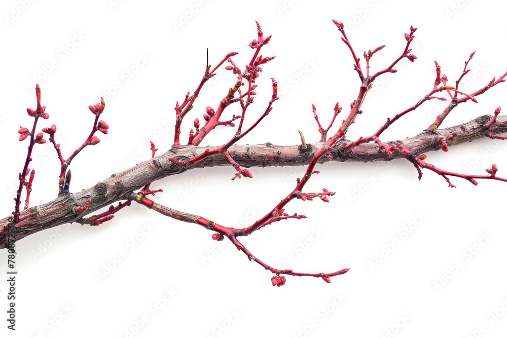 Obraz premium Close up red dry autumn tree branch.