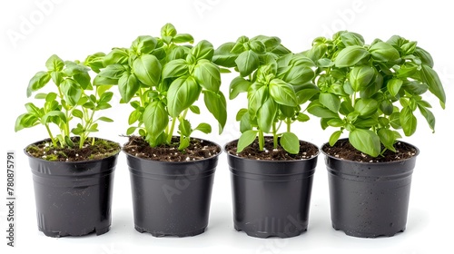 Fresh Basil Plants in Black Pots on White Background. Healthy Green Organic Herbs. Culinary Ingredients for Cooking. AI