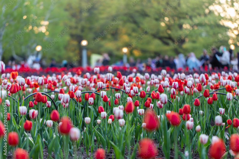 Tulip festival in Ottawa, Canada. Spring flowers in park with walking people.