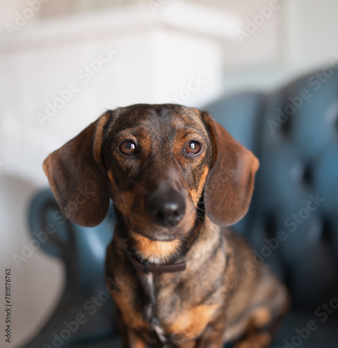 A red-haired hunting dog of the dachshund breed lay down to rest on a blue armchair in the living room and looks attentively at the camera, posing. An elegant breed.