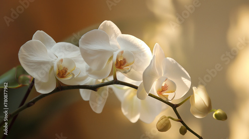 Zbliżenie na biały kwiat storczyka