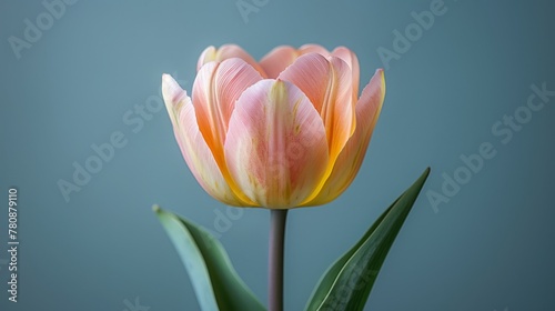   Pink and yellow tulip with green leaves on blue background  gray backdrop