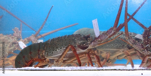 Live Lobsters in a fish tank