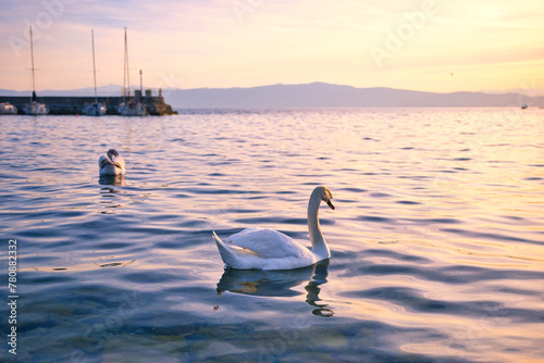 White swan on Ohrid lake on sunset 09.04.2024 photo