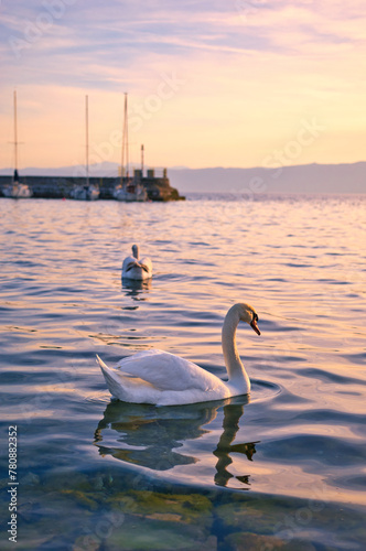 White swan on Ohrid lake on sunset 09.04.2024 photo