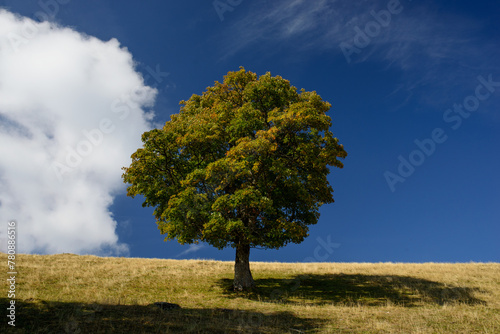 Freistehender Baum auf Wiese im Sommer