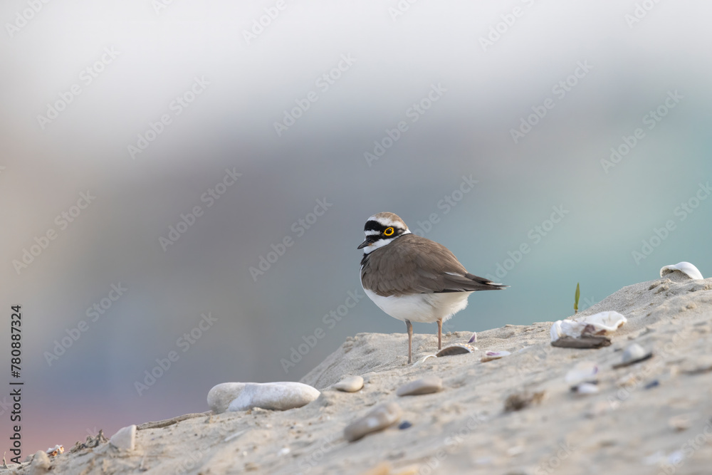 Wader or shorebird, little ringed plover (Charadrius dubius) on the beach. Wader or shorebird, little ringed plover (Charadrius dubius) on the beach.