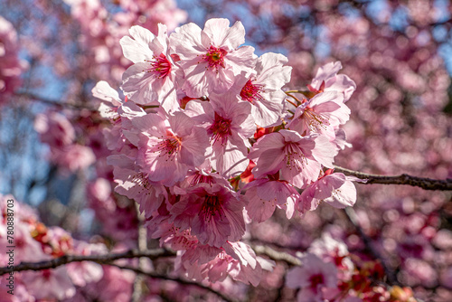 Cherry blossoms in spring at Nezahat Gokyigit Botanical Park in Istanbul, Turkey.