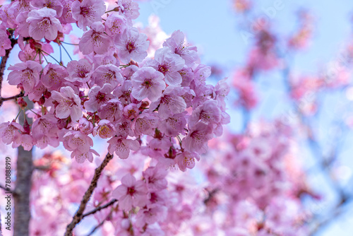 Cherry blossoms in spring at Nezahat Gokyigit Botanical Park in Istanbul, Turkey.