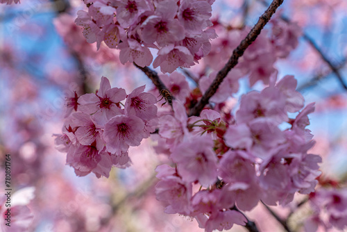 Cherry blossoms in spring at Nezahat Gokyigit Botanical Park in Istanbul, Turkey.