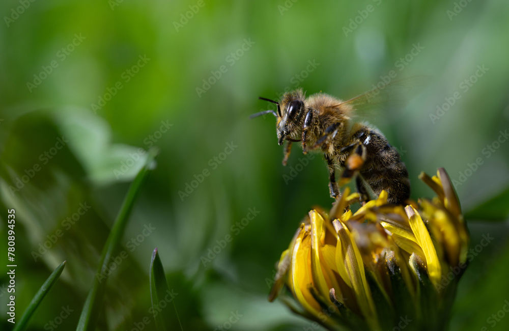 Close-up of a small bee emerging from a half-closed dandelion flower. A green meadow can be seen in the background. There is space for text. Close-up of a small bee emerging from a half-closed dandelion flower. A green meadow can be seen in the background. There is space for text.