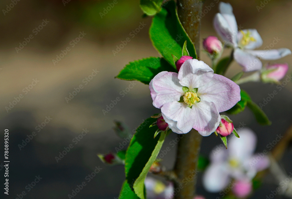 Obraz premium kwitnąca jabłoń, Kwiaty jabłoni w ogrodzie wiosną, kwiaty na gałązce jabłoni wiosną, Malus domestica, blooming apple tree, Pink and white apple blossom flowers on tree in springtime 