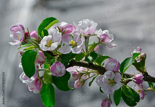 kwitnąca jabłoń, Kwiaty jabłoni w ogrodzie wiosną, kwiaty na gałązce jabłoni wiosną, Malus domestica, blooming apple tree, Pink and white apple blossom flowers on tree in springtime 