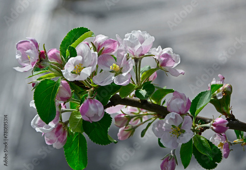 kwitnąca jabłoń, Kwiaty jabłoni w ogrodzie wiosną, kwiaty na gałązce jabłoni wiosną, Malus domestica, blooming apple tree, Pink and white apple blossom flowers on tree in springtime
 photo