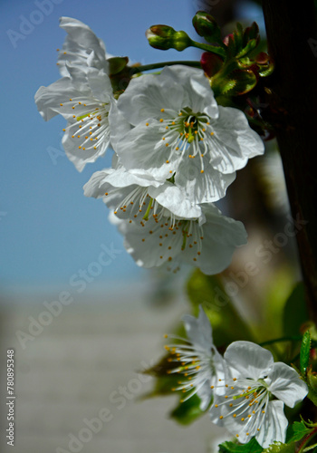 kwitnąca czereśnia, Kwiaty czereśni w ogrodzie wiosną, kwiaty na gałązce czeresni wiosną, blooming cherry tree branch, white cherry blossom flowers on tree in springtime, Prunus avium