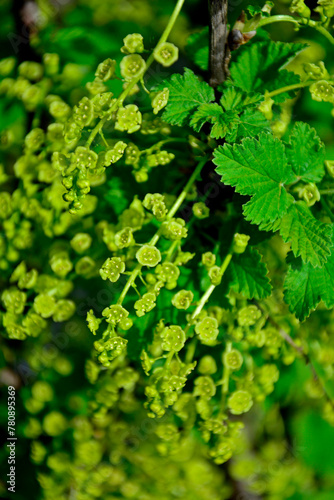 kwiaty porzeczki, porzeczka biała, Ribes niveum, White currant flowers on a bush twig. 