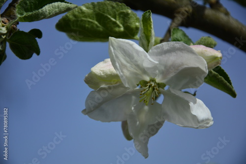 kwitnąca jabłoń, Kwiaty jabłoni w ogrodzie wiosną, kwiaty na gałązce jabłoni wiosną, Malus domestica, blooming apple tree, white apple blossom flowers on tree in springtime
