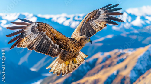 Bald Eagle in Flight © EwaStudio