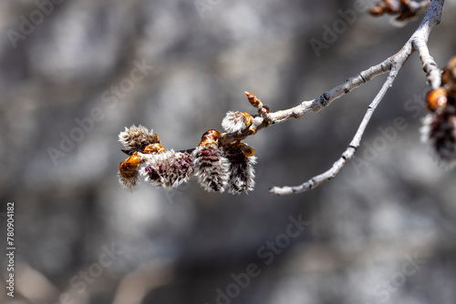 Blooming Quaking Aspen flowers during spring in Prescott, Arizona