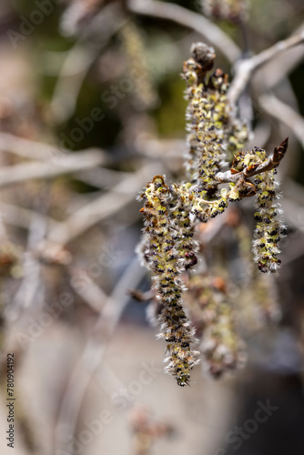 Blooming Quaking Aspen flowers during spring in Prescott, Arizona