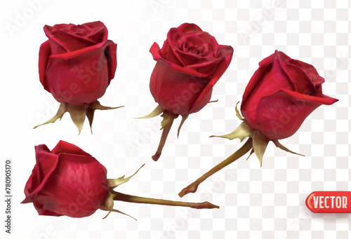 Set of flowers roses. Realistic design of beautiful bright red rose buds. Vector illustration