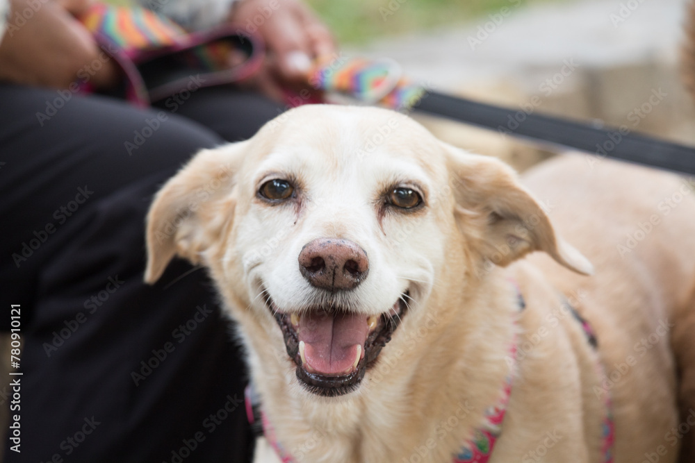Mixed breed Pet portrait best friend studio photoshoot Mixed breed Pet portrait best friend studio photoshoot