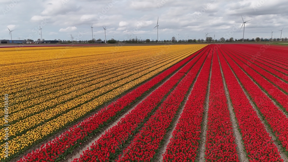 Vibrant tulip fields with rows of yellow and red flowers under a cloudy sky, showcasing the beauty of agricultural floriculture.