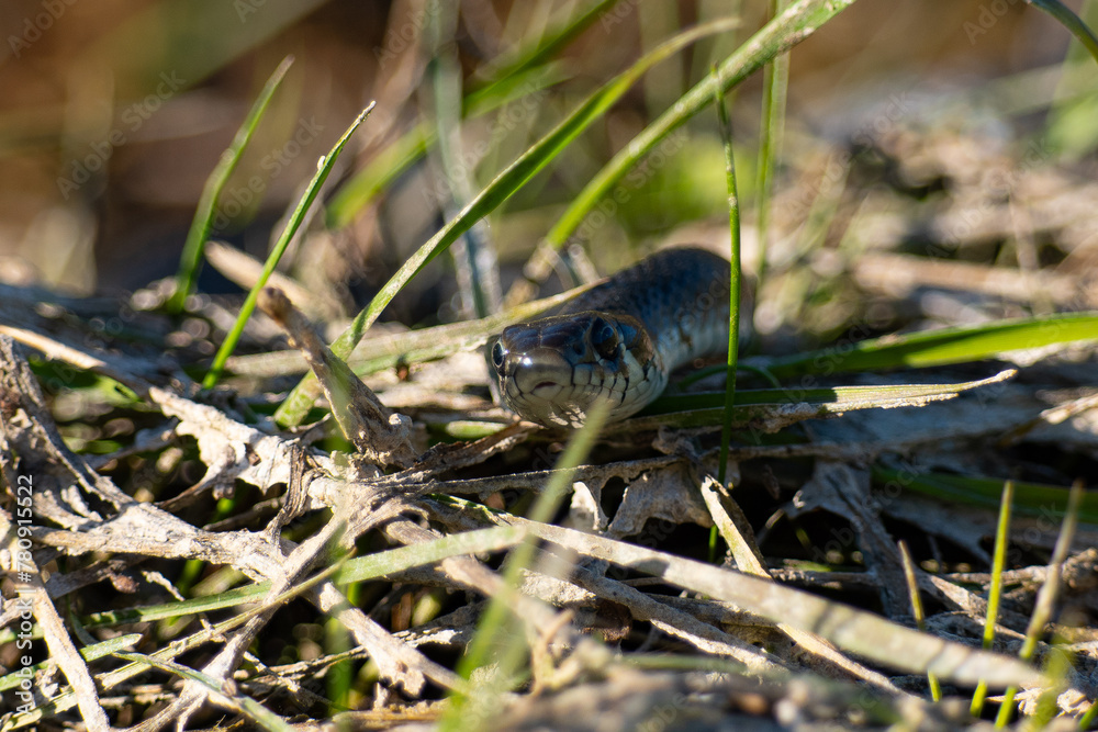 Fototapeta premium snake in the grass