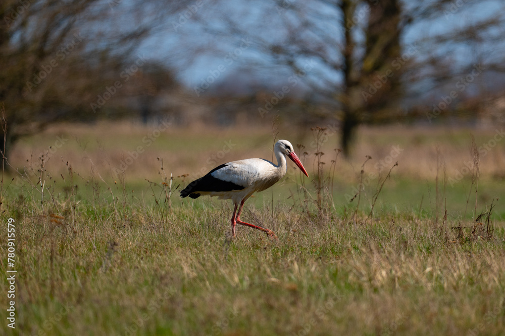 Obraz premium Stork on the meadow