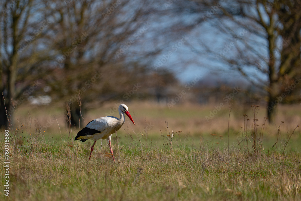 Fototapeta premium Stork on the meadow
