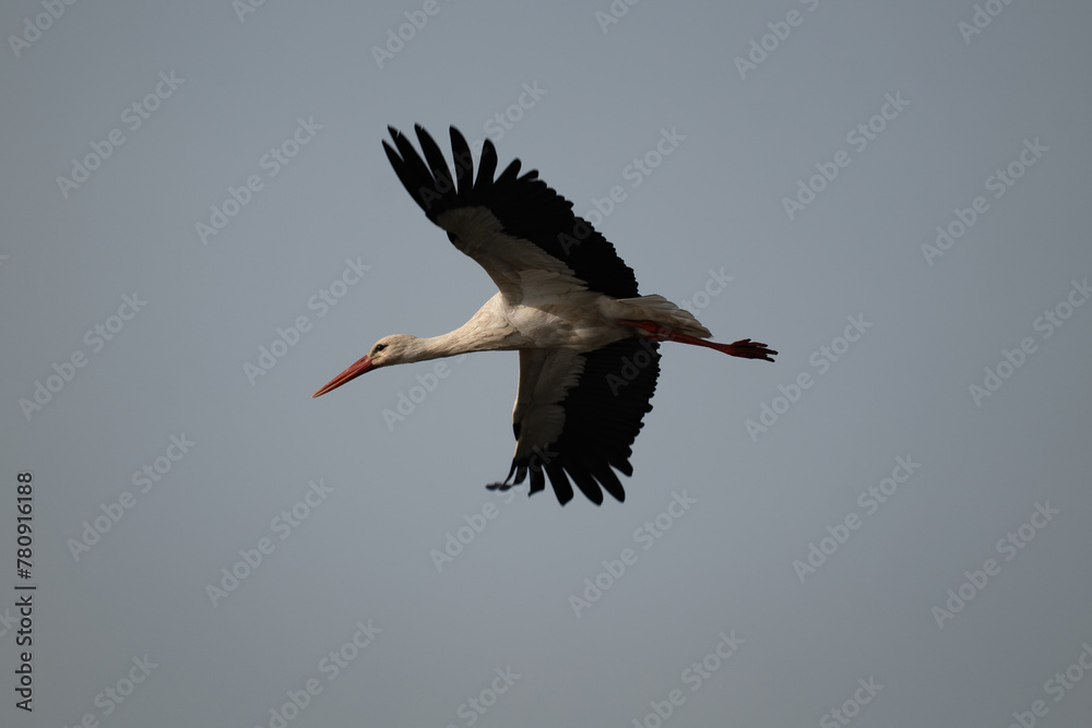 Fototapeta premium white stork in flight